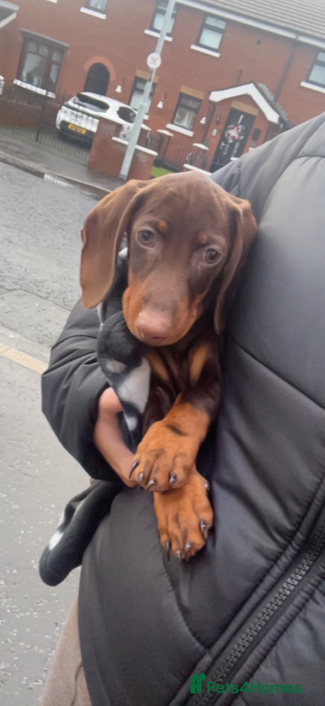 Dachshund dogs for sale: Rolo  - Advert 1