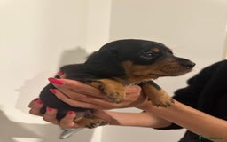 Miniature Dachshund dogs for sale: ✨Mini Smooth Hair Dachshund Ready 18/10/2025 ✨ - Image 8