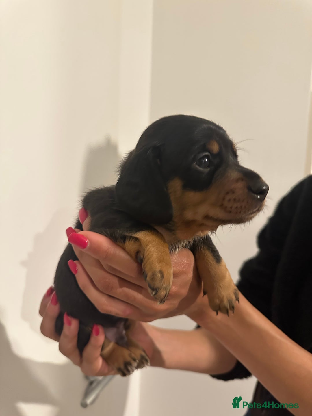 Miniature Dachshund dogs for sale: ✨Mini Smooth Hair Dachshund Ready 18/10/2025 ✨ - Image 8