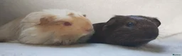 Guinea Pig rodents for sale: Baby guinea pigs Cornet and smooth ready now - Advert 2