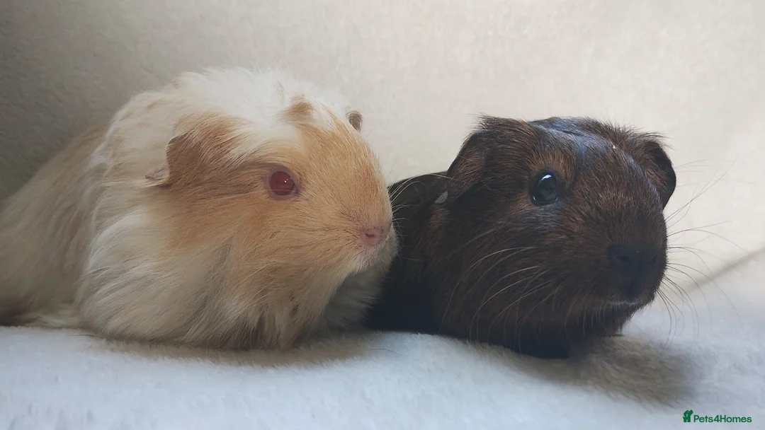 Guinea Pig rodents for sale: Baby guinea pigs Cornet and smooth ready now - Advert 2