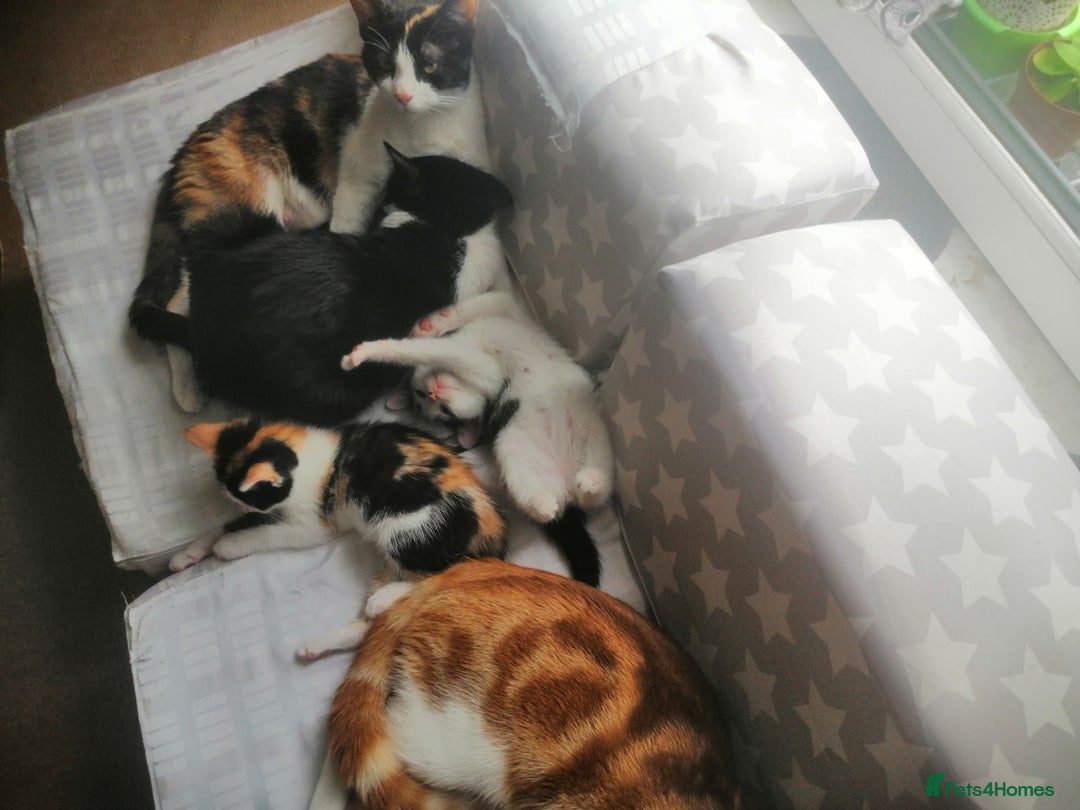 British Shorthair cats for sale: White and black female and male cats - Image 18