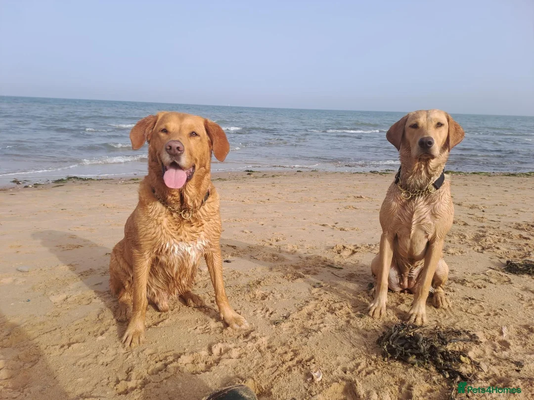 Mixed Breed dogs for sale: Elite Working Cross: Tollerdor in Basildon - Advert 1