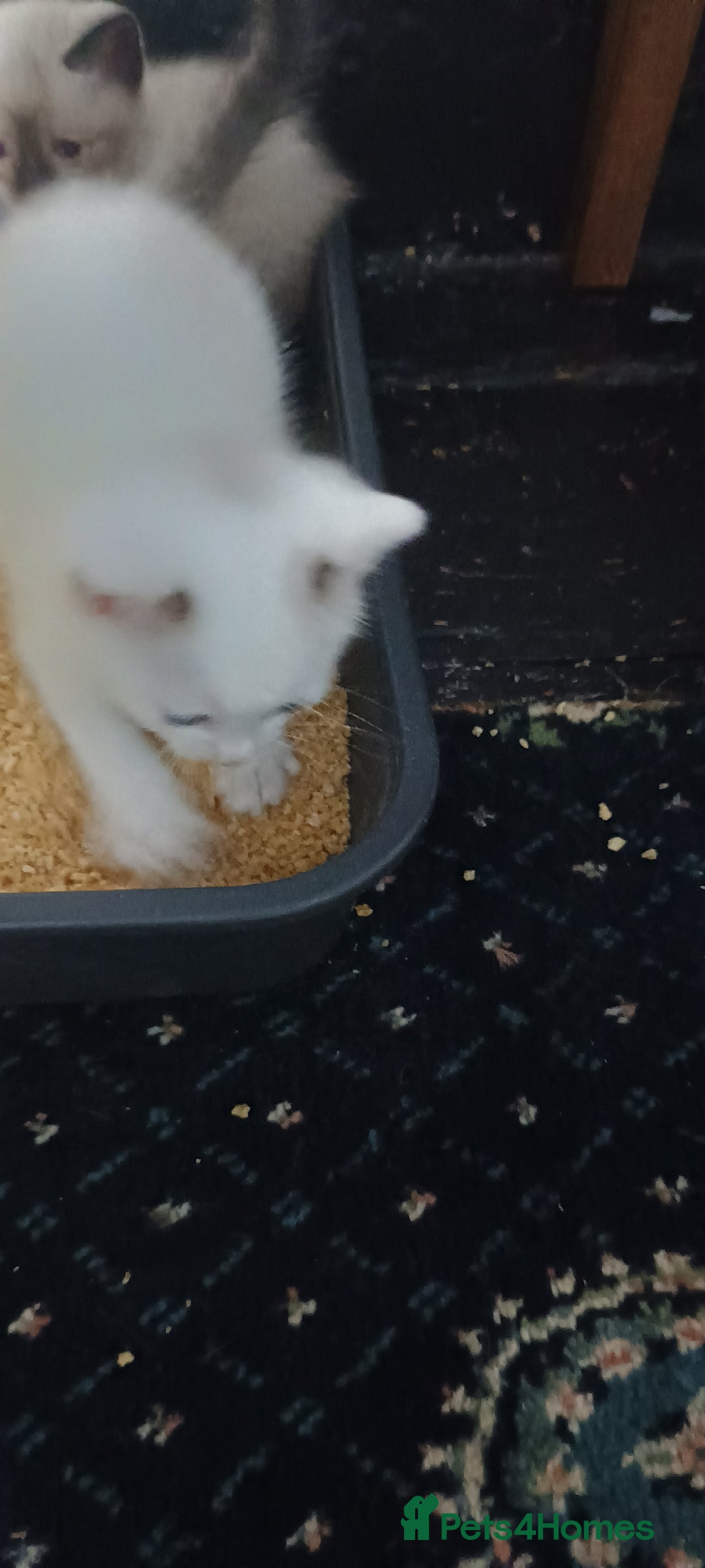 Ragdoll cats for sale: 3 quarters RAGDOLL KITTENS FOR SALE £150 - Image 13