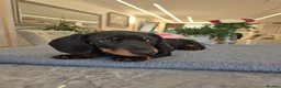Miniature Dachshund dogs for sale: Miniature Dachshund.Fully vaccinated.Ready t leave - Advert 19