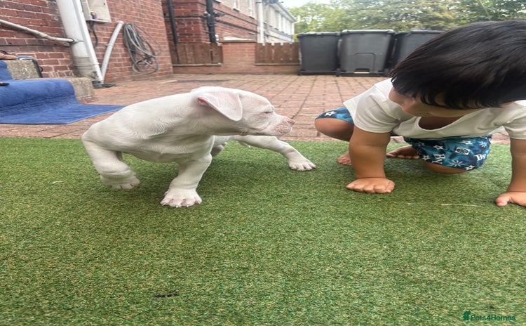 American Bulldog dogs - Advert 6