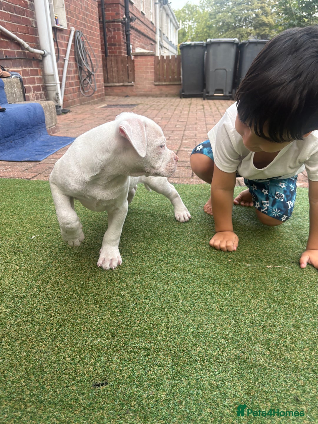 American Bulldog dogs for sale: American bulldog (johnson type) - Image 1