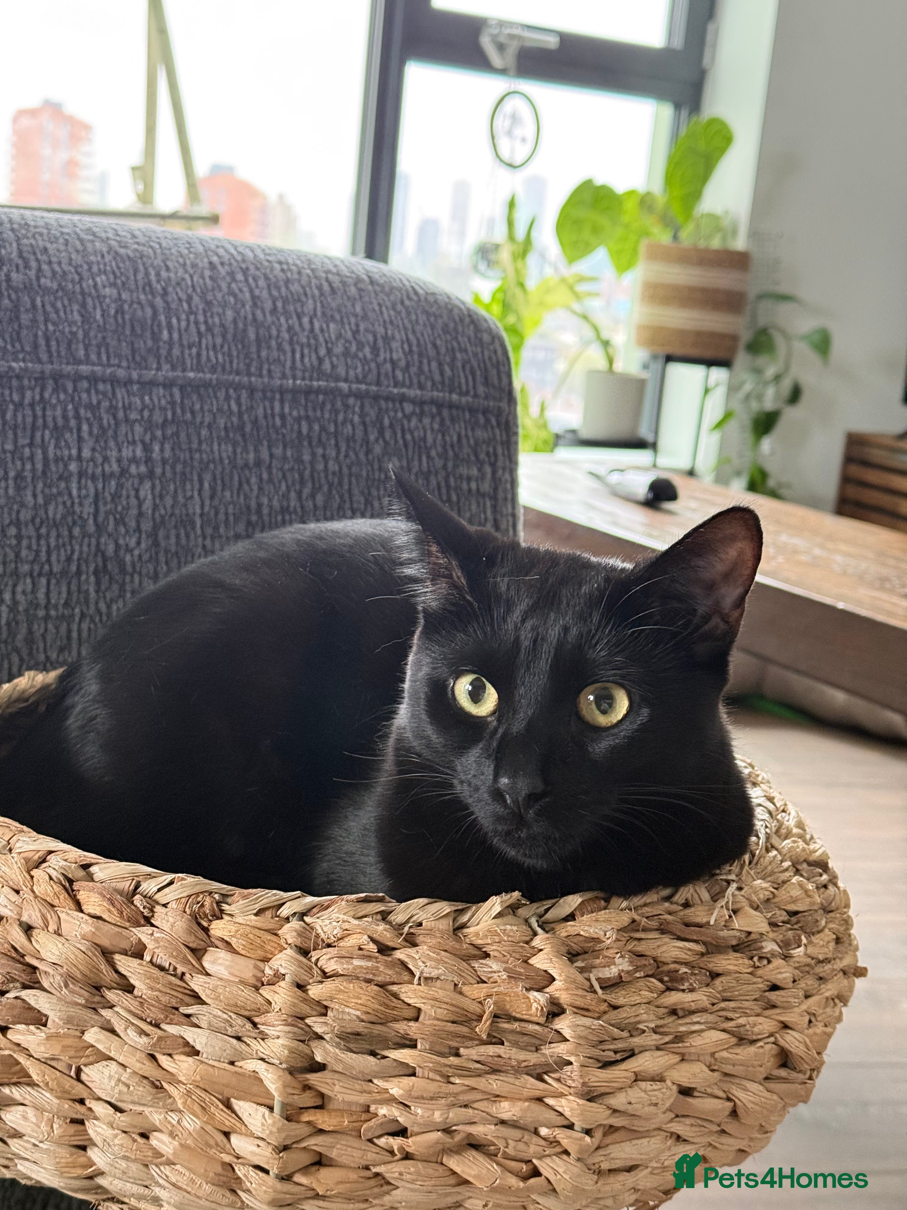 Mixed Breed cats Energetic Black Cat Looking for Active Loving Home - Advert 1