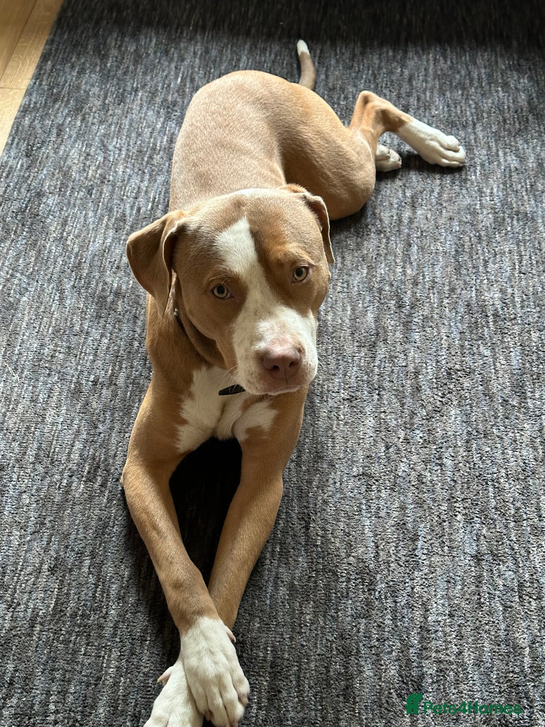 Mixed Breed dogs for sale: Simba  - Image 1
