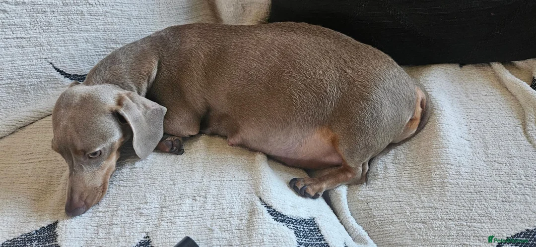 Miniature Dachshund dogs for sale: Mini dachshund  - Advert 4