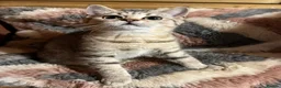 British Shorthair cats for sale: Gccf male British Shorthair kitten ready now  - Advert 8