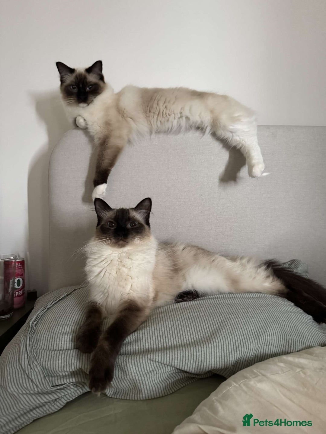 Ragdoll cats for sale: Last mitted Ragdoll boy available  - Advert 18