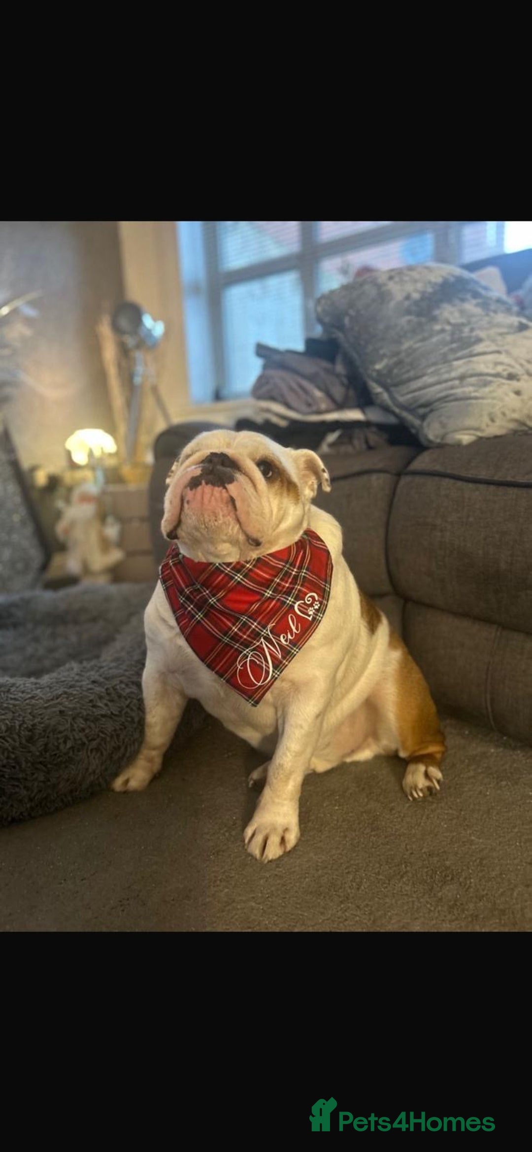 English Bulldog dogs for sale: Neil  - Image 1