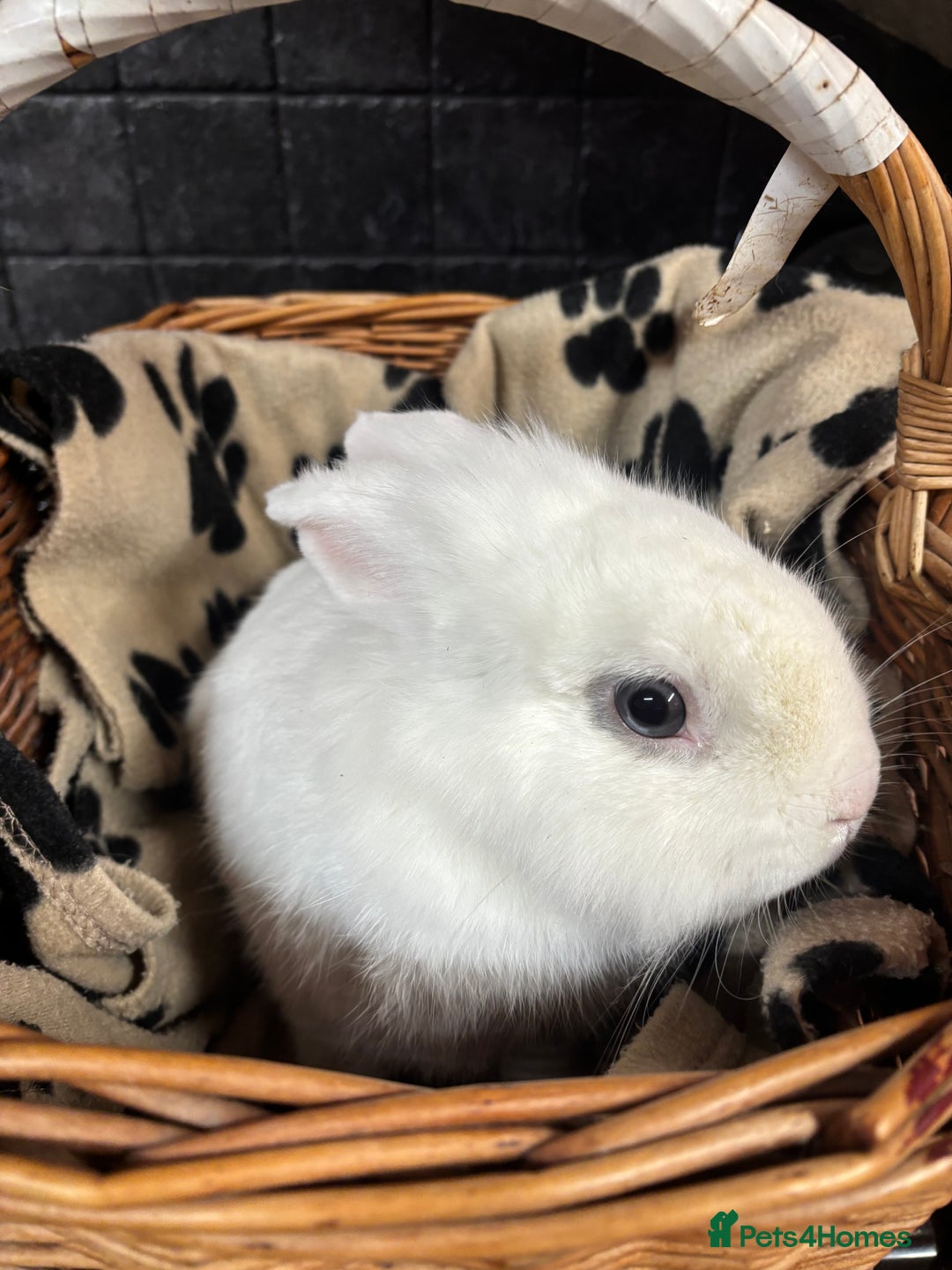 Lionhead rabbits for sale: Lionhead x rabbits for sale  - Advert 10
