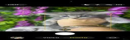 Maine Coon cats for sale: Mainecoons  - Advert 10