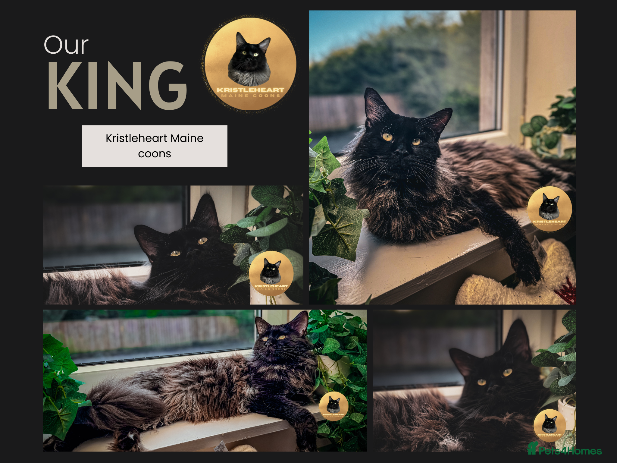 Maine Coon cats GCCF/TICA KING-SIZE STUD  in Dunfermline - Advert 13