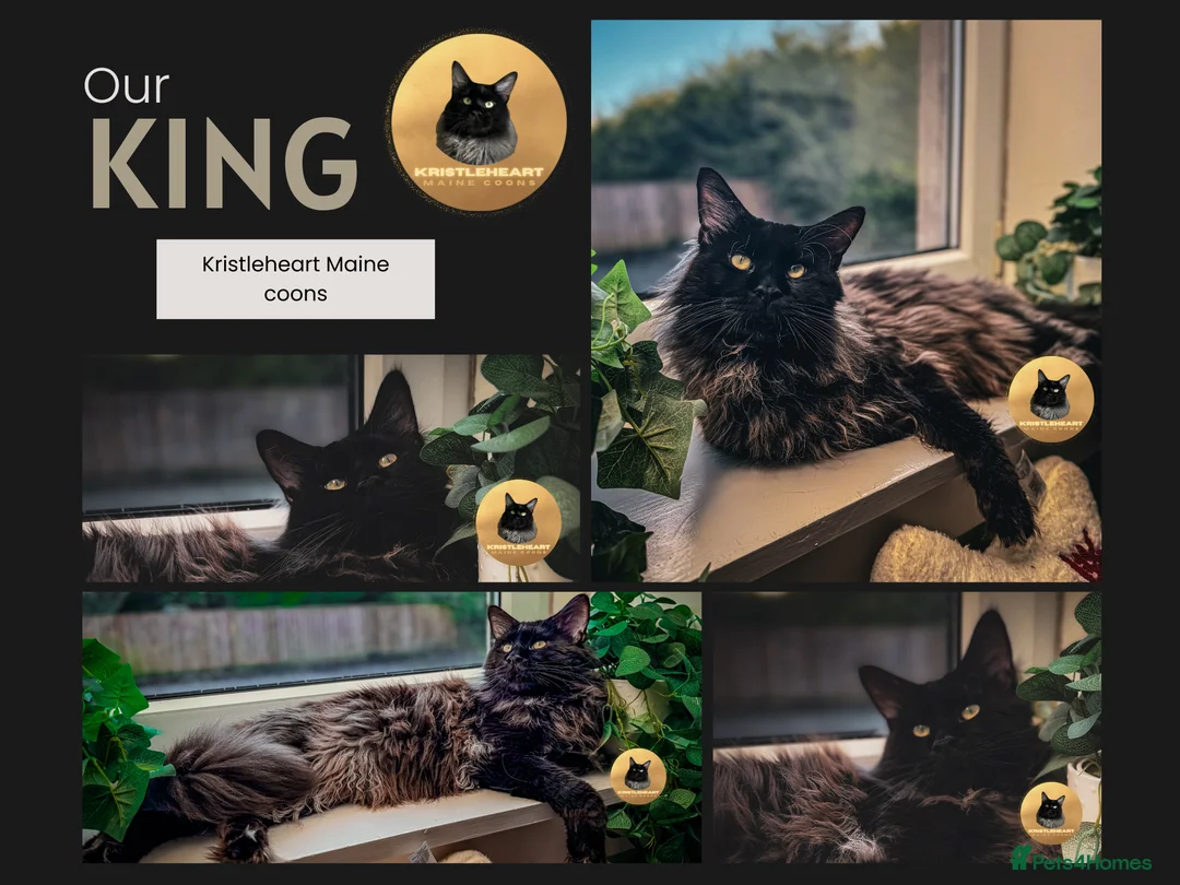 Maine Coon cats for stud: GCCF/TICA KING-SIZE STUD  in Dunfermline - Advert 3