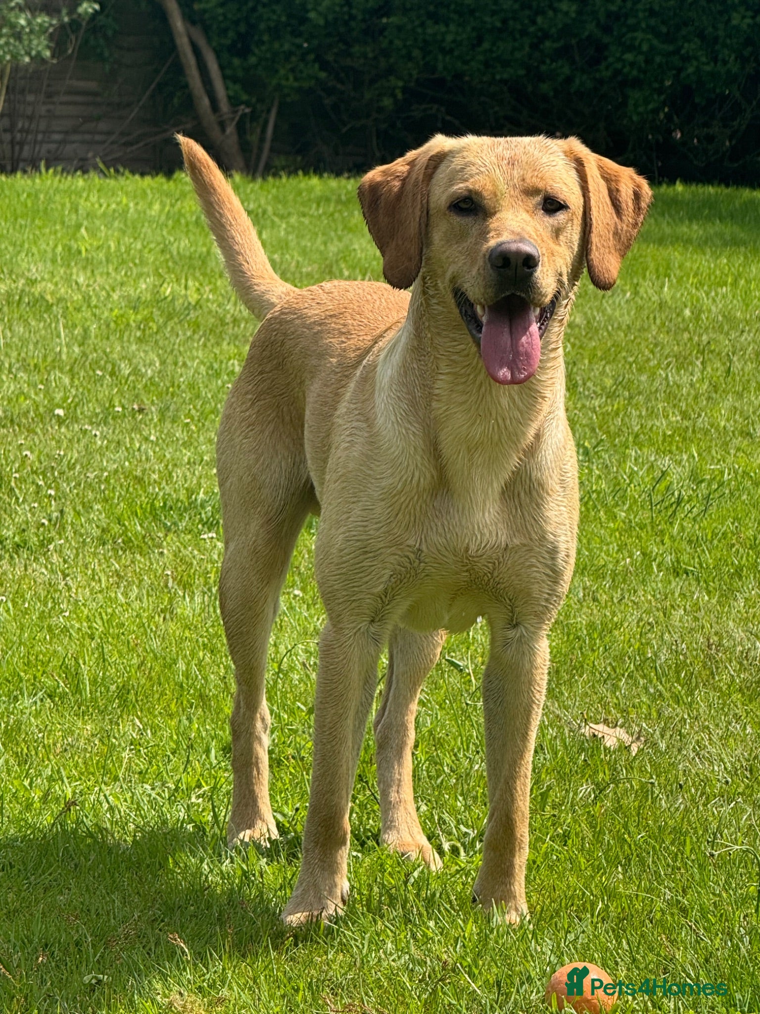 Labrador Retriever dogs Working Labrador stud  - Advert 3