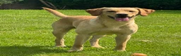 Labrador Retriever dogs for stud: Working Labrador stud  - Advert 1