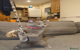 British Shorthair cats for sale: BLUE BRITISH SHORTHAIR - Image 2