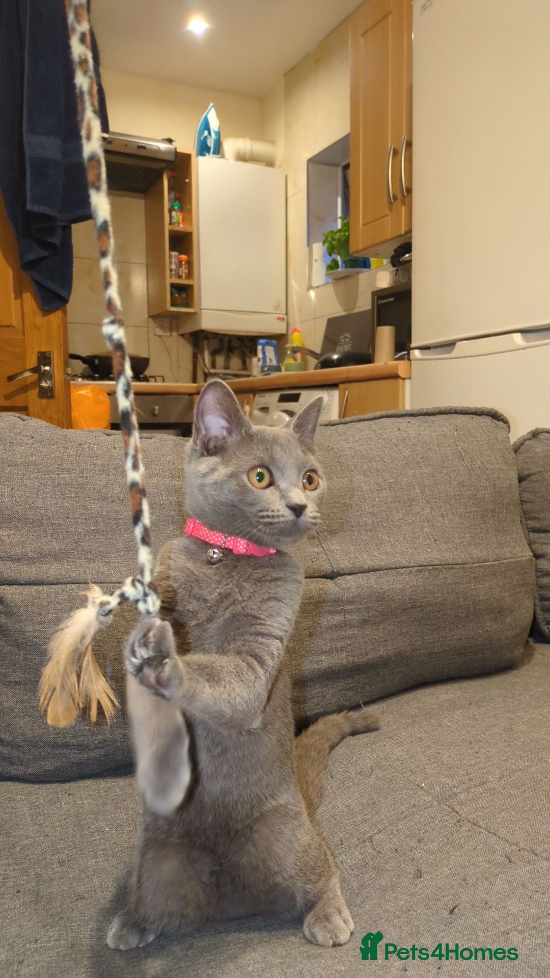 British Shorthair cats for sale: BLUE BRITISH SHORTHAIR - Image 2