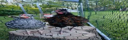 Chickens poultry for sale: 2 cockeralls in Peterborough - Advert 2