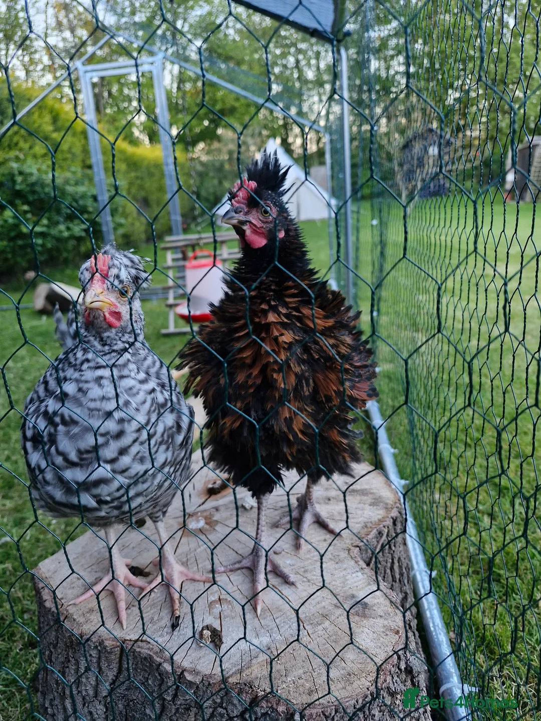 Chickens poultry for sale: 2 cockeralls in Peterborough - Advert 2