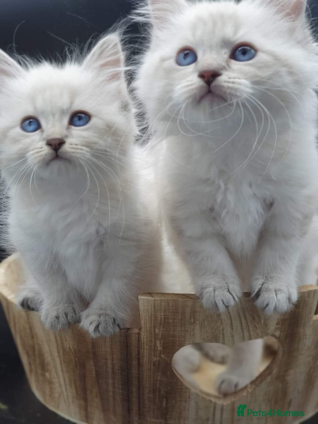 Siberian cats for sale: Blue Eyed Siberian Blue Point Kittens - Advert 17