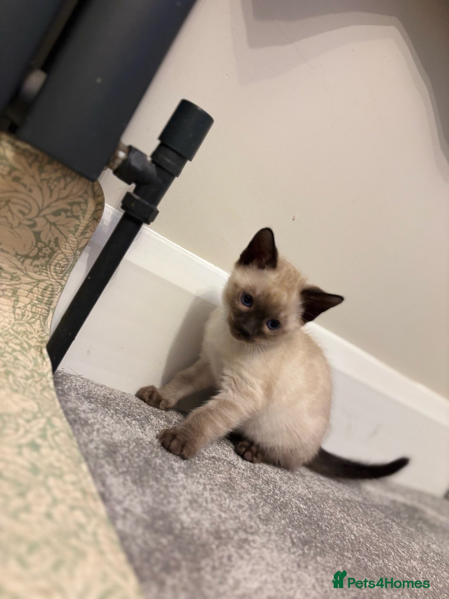 Bengal cats Beautiful Rare Bengal Tica Kittens - Advert 2