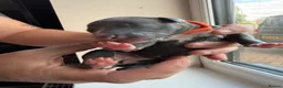 Whippet dogs for sale: Beautiful whippet puppies - Advert 20