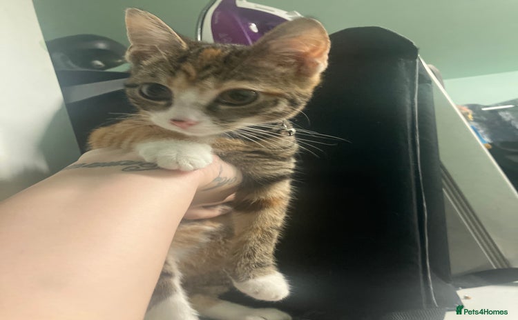 Tiffanie cats Mother and daughter  - Advert 1