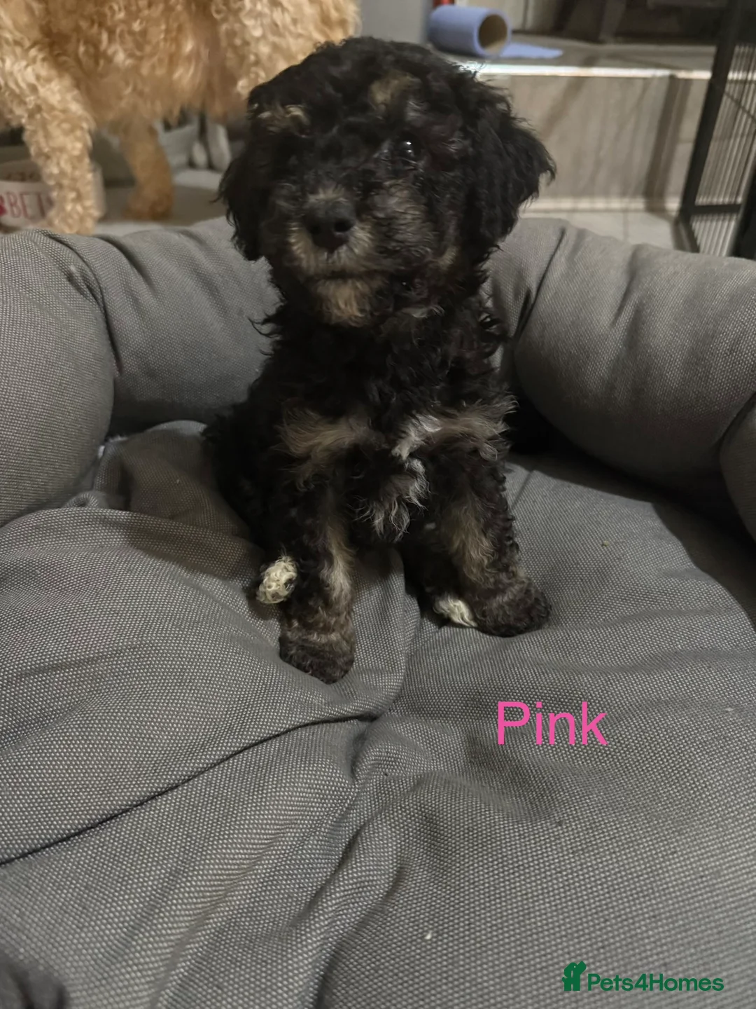 Mixed Breed dogs for sale: 1 BOY LEFT TO GO! 8 Beautiful Cavapoochon Puppies - Advert 38