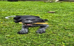 Mixed Breed dogs for sale: GWP X LABRADOR. Ready for new Home. in Castle Douglas - Image 3