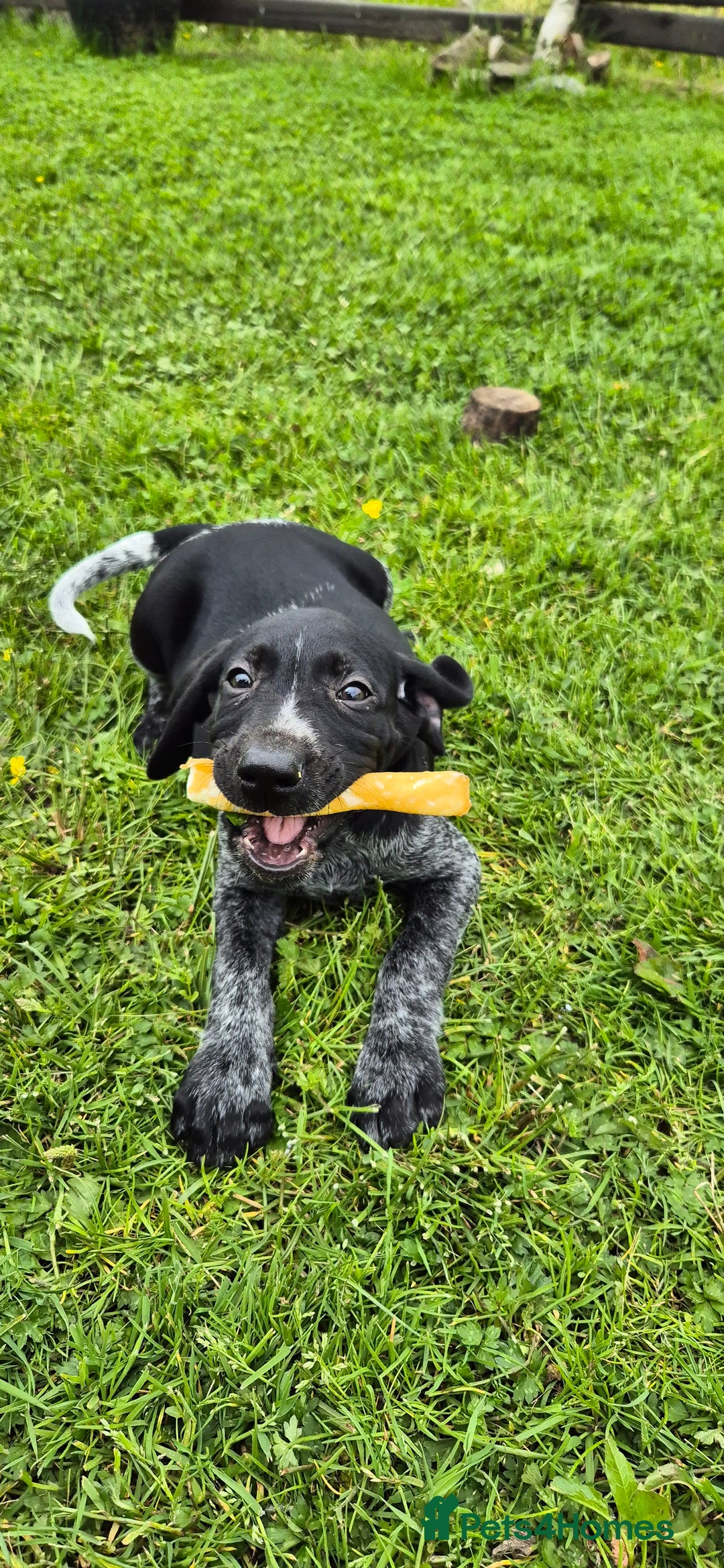 Mixed Breed dogs for sale: GWP X LABRADOR. Ready for new Home. in Castle Douglas - Image 3