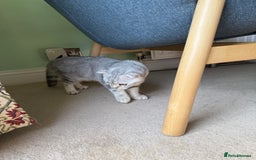 Scottish Fold cats for sale: British Shorthair and Scottish Fold - Image 3
