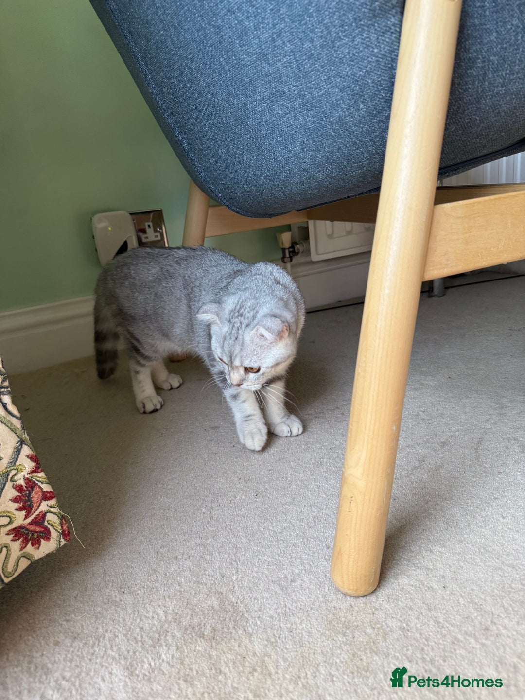 Scottish Fold cats for sale: British Shorthair and Scottish Fold - Image 3