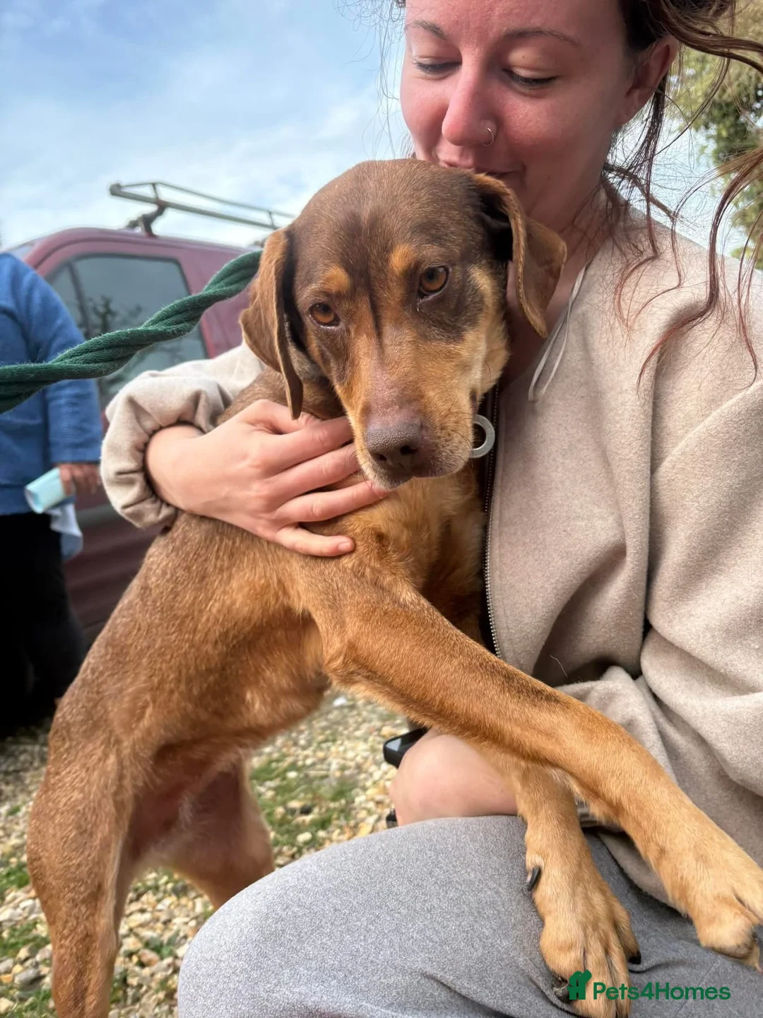 Mixed Breed dogs for adoption: Sally - Norwich Norfolk  - Advert 2