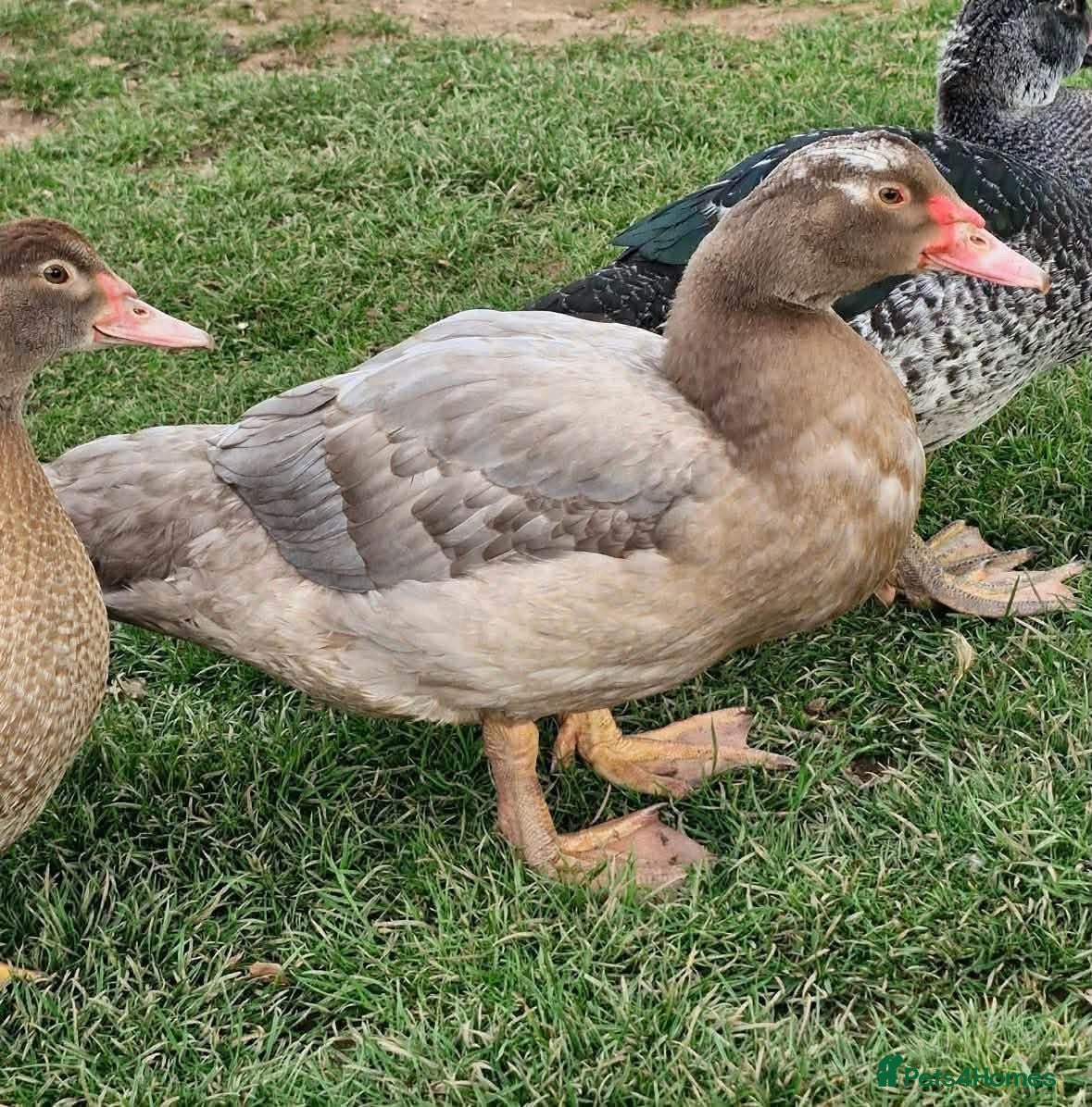 Ducks poultry Pair chocolate muscovy  - Advert 1