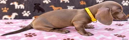 Miniature Dachshund dogs for sale: Miniature Dachshund- KC Registered - Advert 16