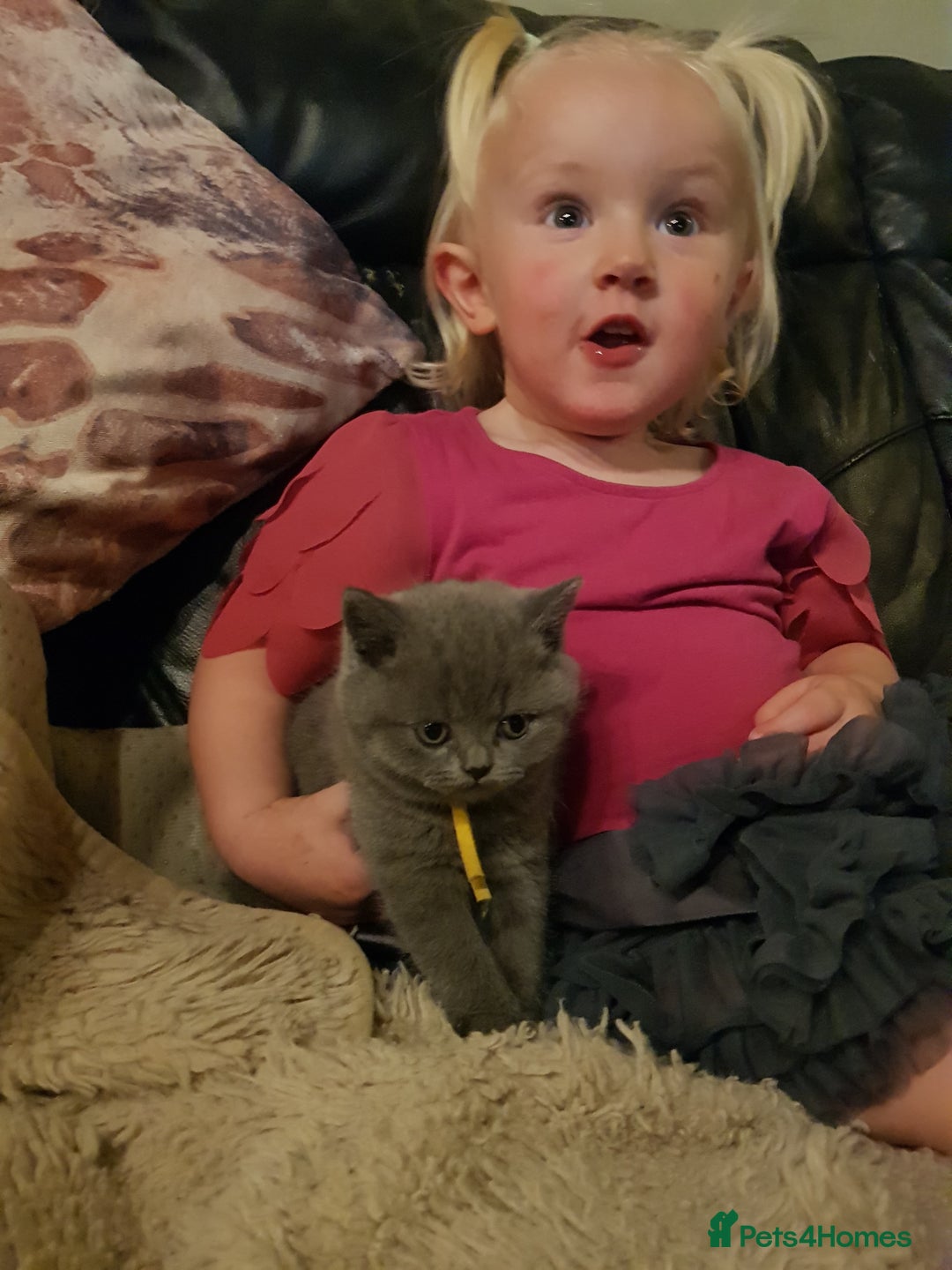 British Shorthair cats for sale: BSH blue Pedigree kittens - Image 2
