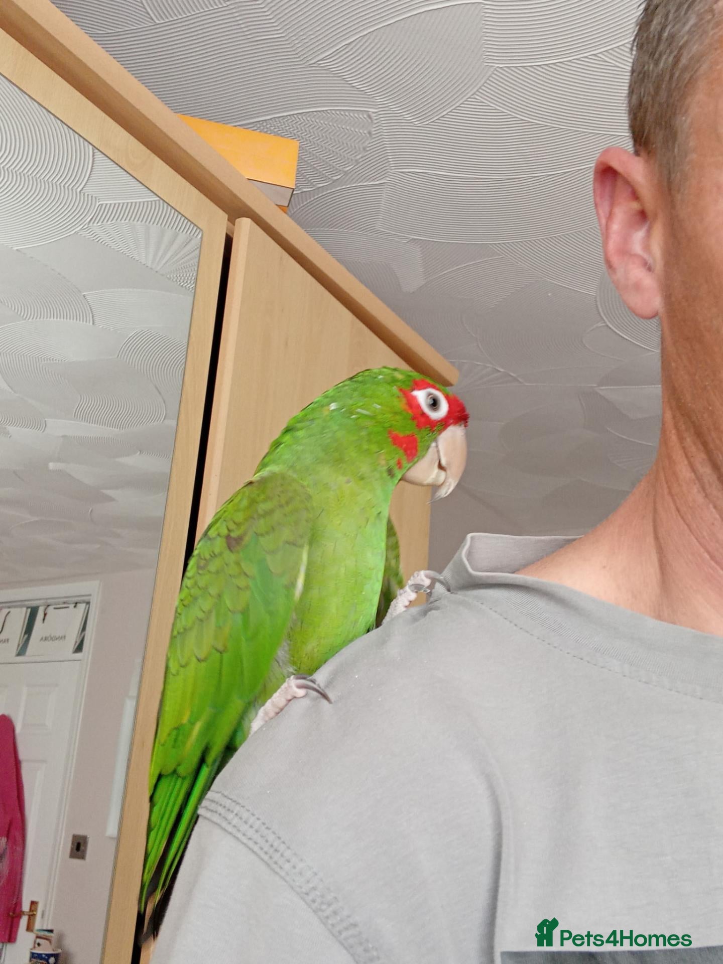 Parrots birds Pickle and cage looking for new home  - Advert 9