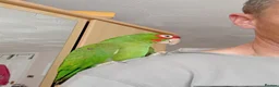 Parrots birds for sale: Pickle and cage looking for new home  - Advert 1