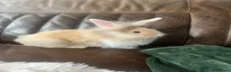 Lionhead rabbits for sale: 10 week old gorgeous girly 😍 - Advert 4