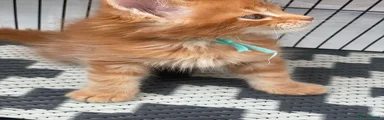 Maine Coon 3