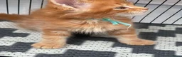 Maine Coon cats for sale:  GORGEOUS MAINE COON KITTENS  in Basingstoke - Advert 5