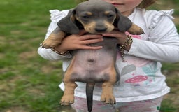 Dachshund dogs for sale: Isabella blue dachshund puppies  - Image 4