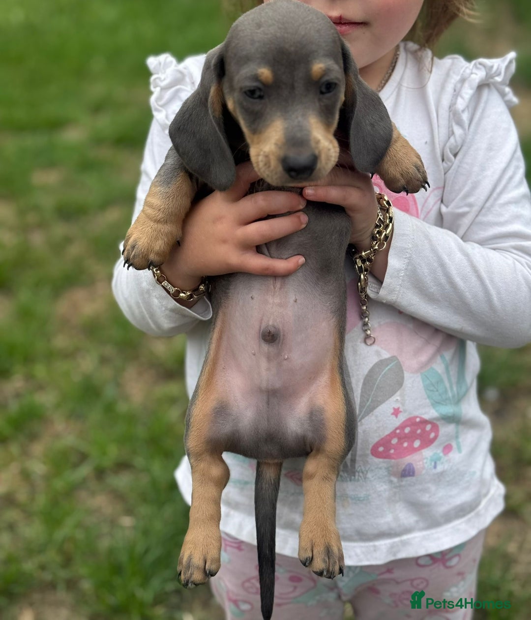 Dachshund dogs for sale: Isabella blue dachshund puppies  - Image 4