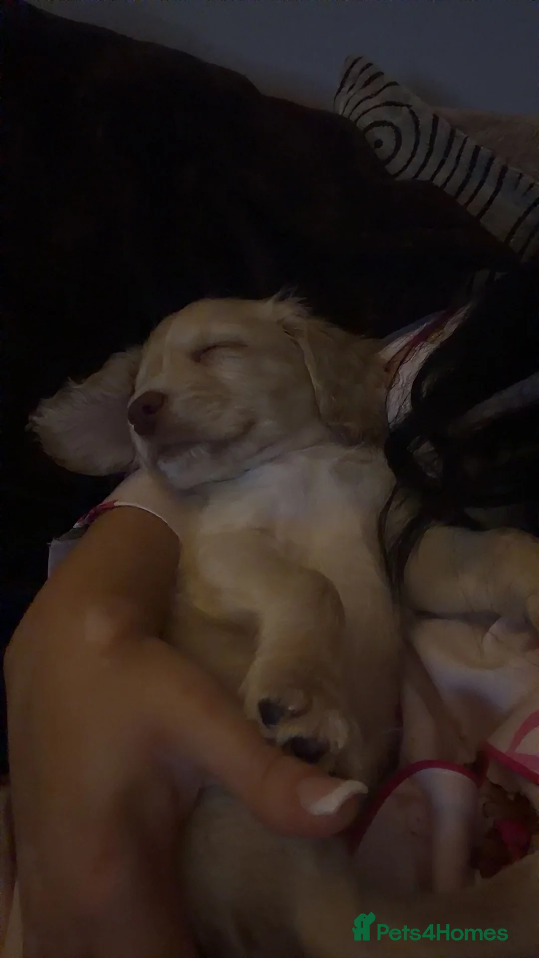 Cocker Spaniel dogs for sale: Golden cocker spaniel pup.  - Advert 7