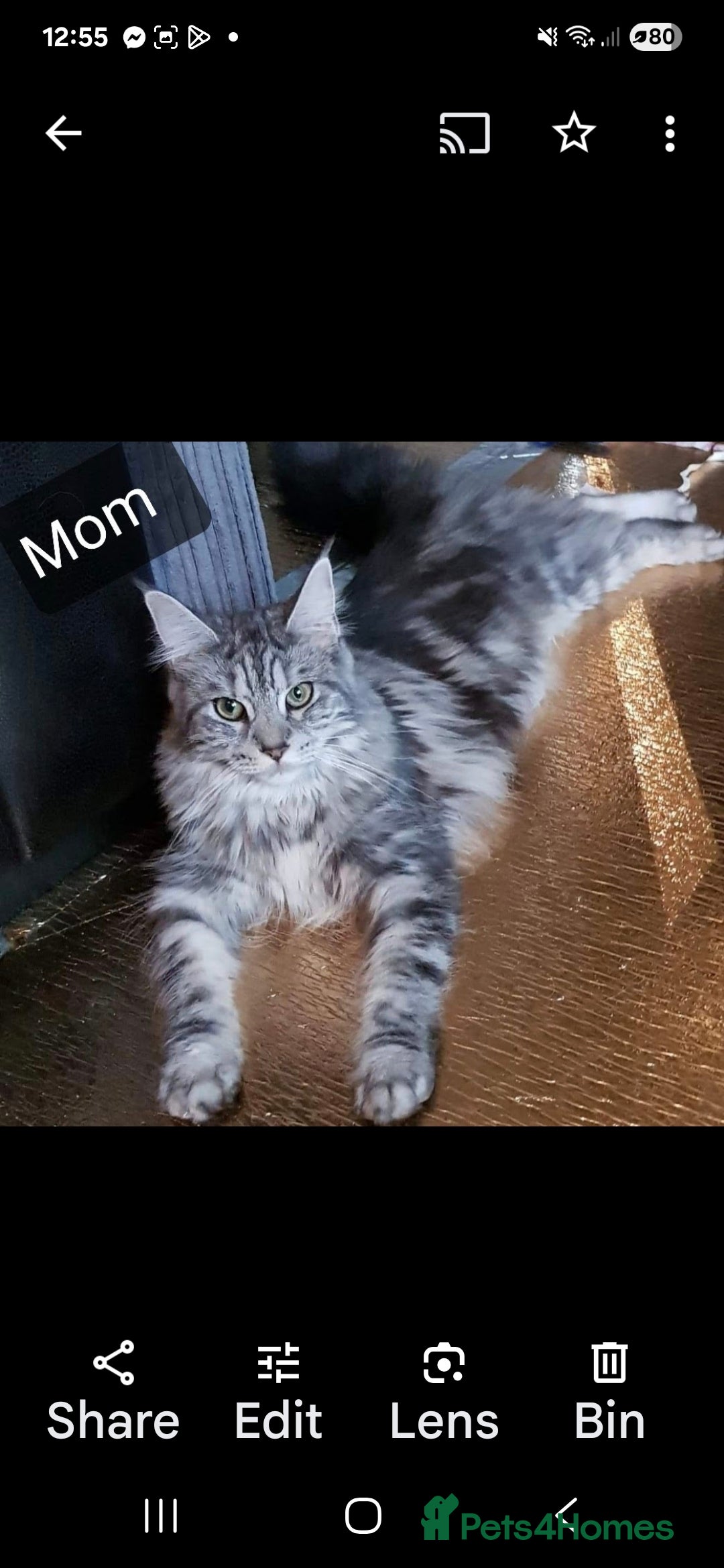 Maine Coon cats 2 Boys 3 girls Maine Coones kittens - Advert 1