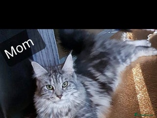 Maine Coon cats 2 Boys 3 girls Maine Coones kittens - Advert 1
